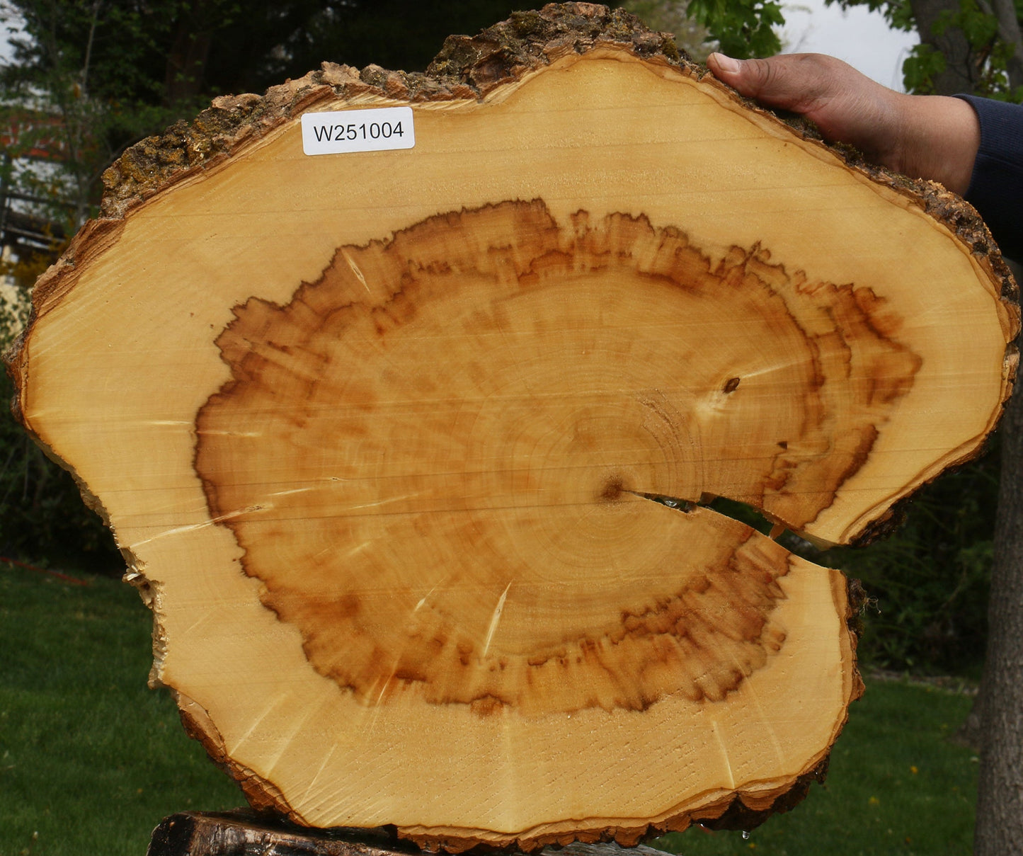 Extra Fancy Box Elder Cookie
