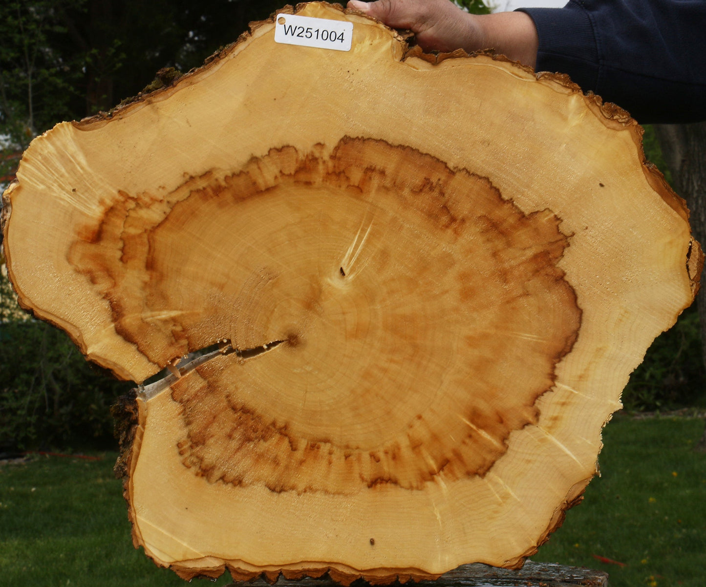 Extra Fancy Box Elder Cookie