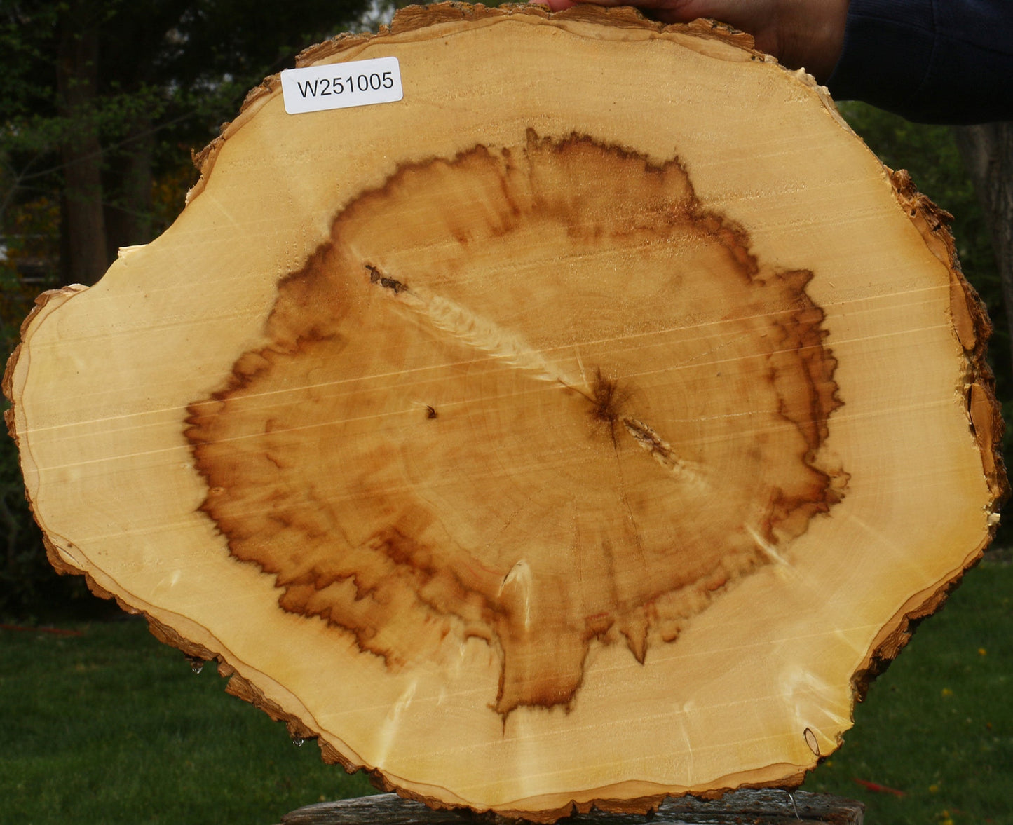 Figured Box Elder Cookie