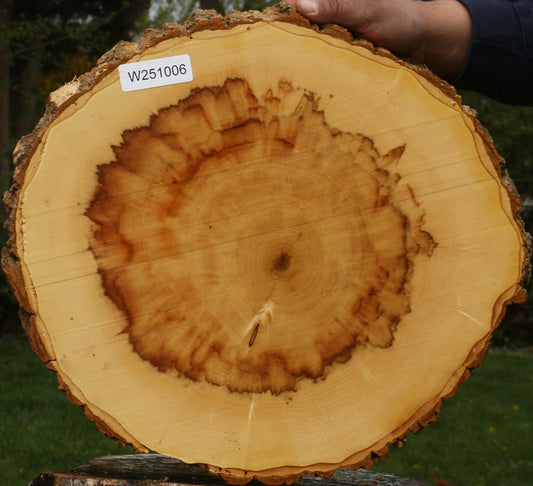Figured Box Elder Cookie
