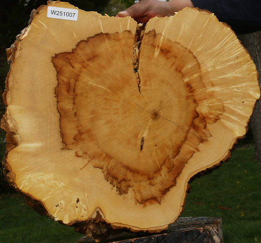 Extra Fancy Rustic Box Elder Cookie