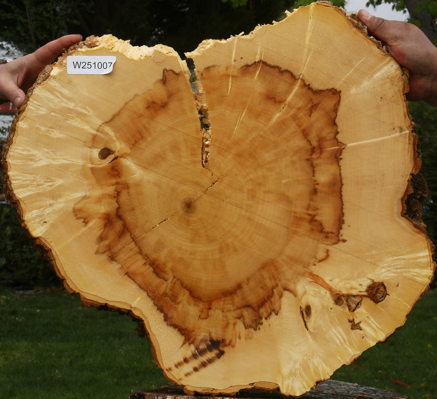 Extra Fancy Rustic Box Elder Cookie