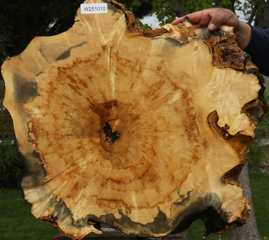 Rustic Box Elder Burl Cookie