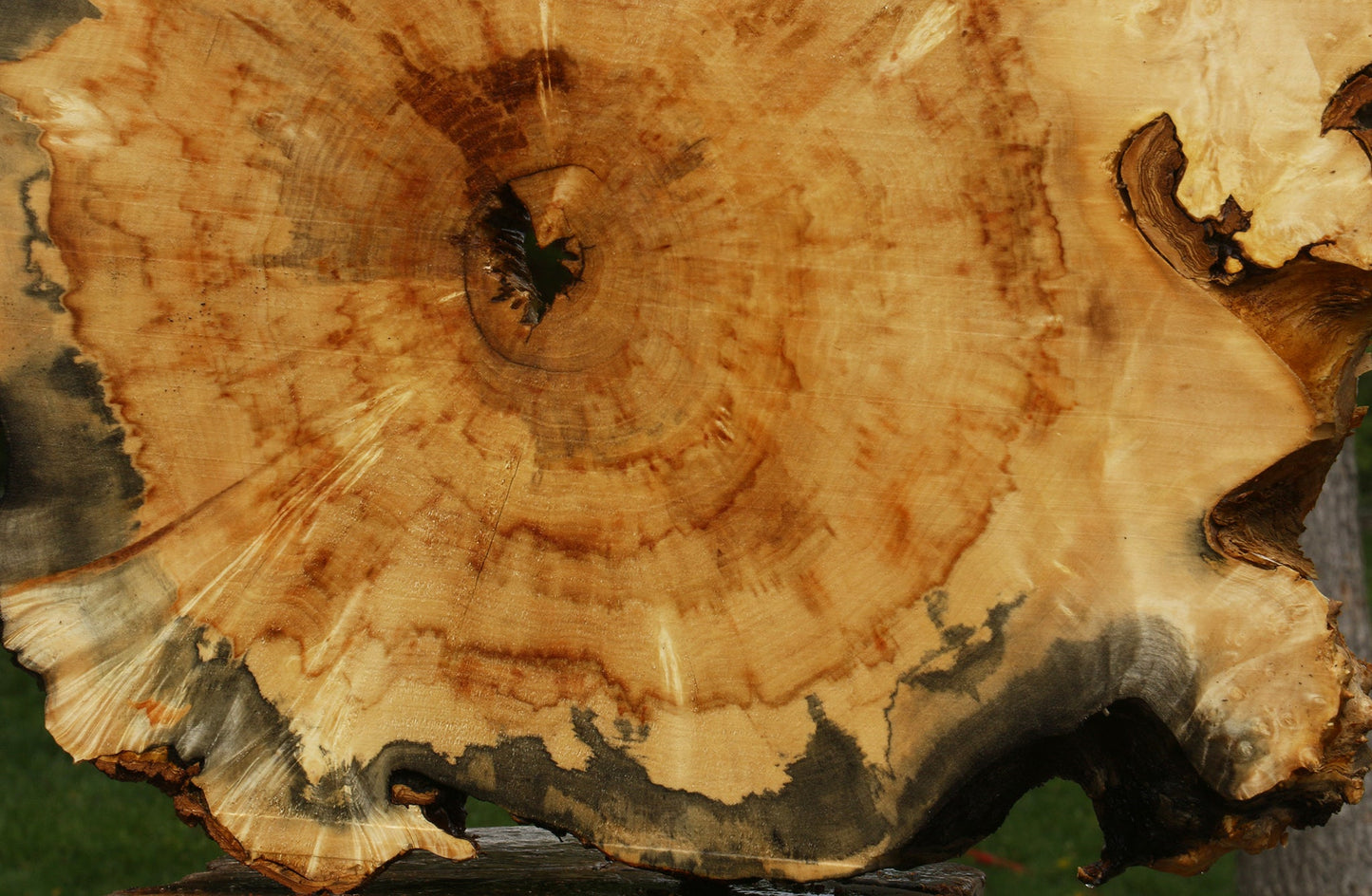 Rustic Box Elder Burl Cookie