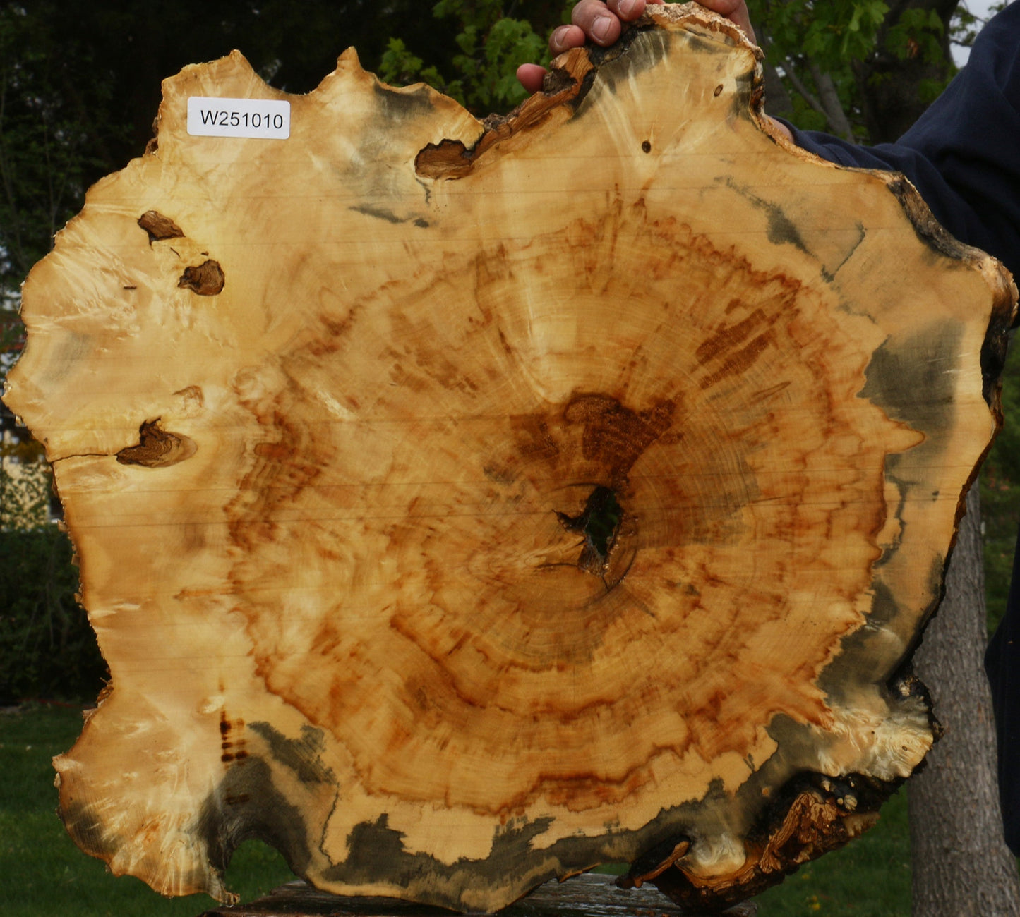 Rustic Box Elder Burl Cookie