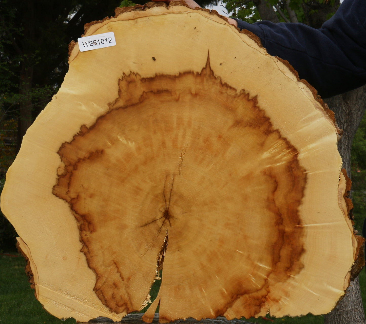 Figured Box Elder Cookie