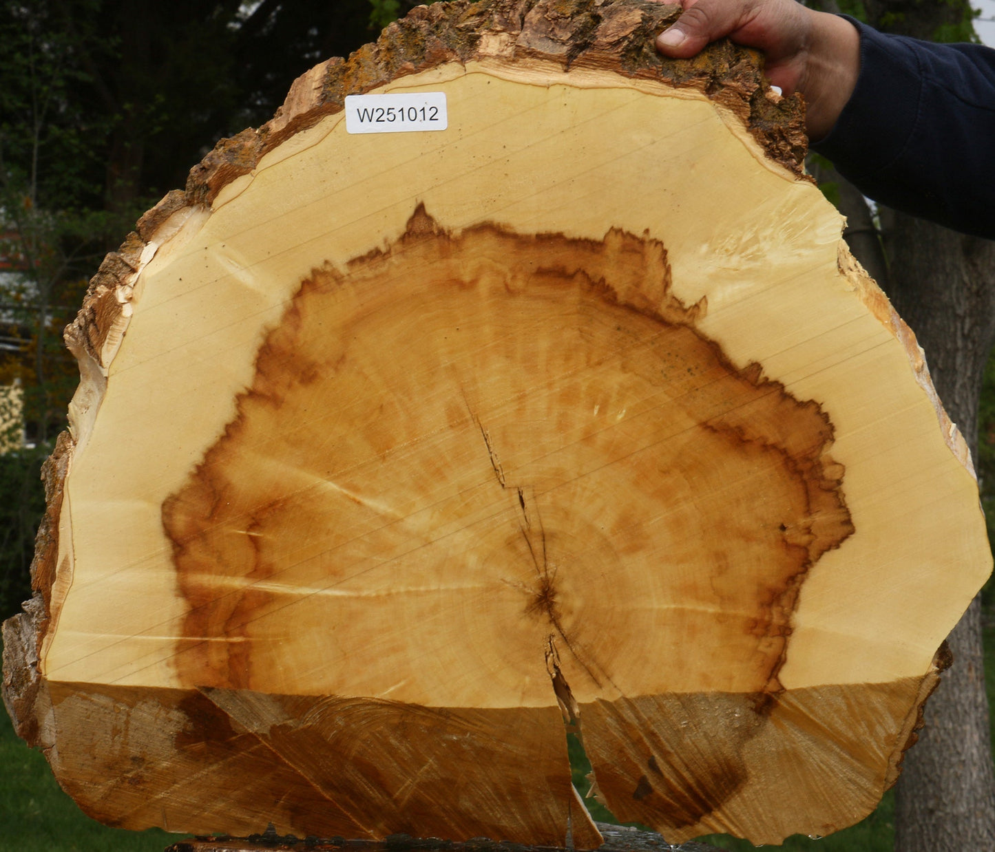 Figured Box Elder Cookie