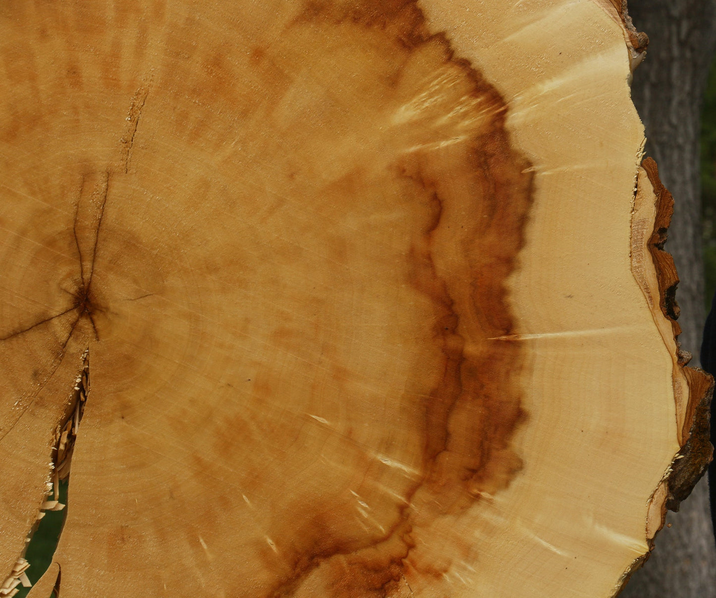 Figured Box Elder Cookie