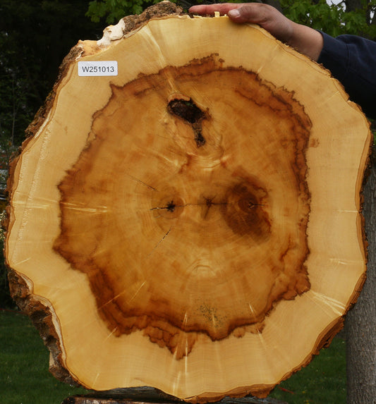 Figured Box Elder Cookie