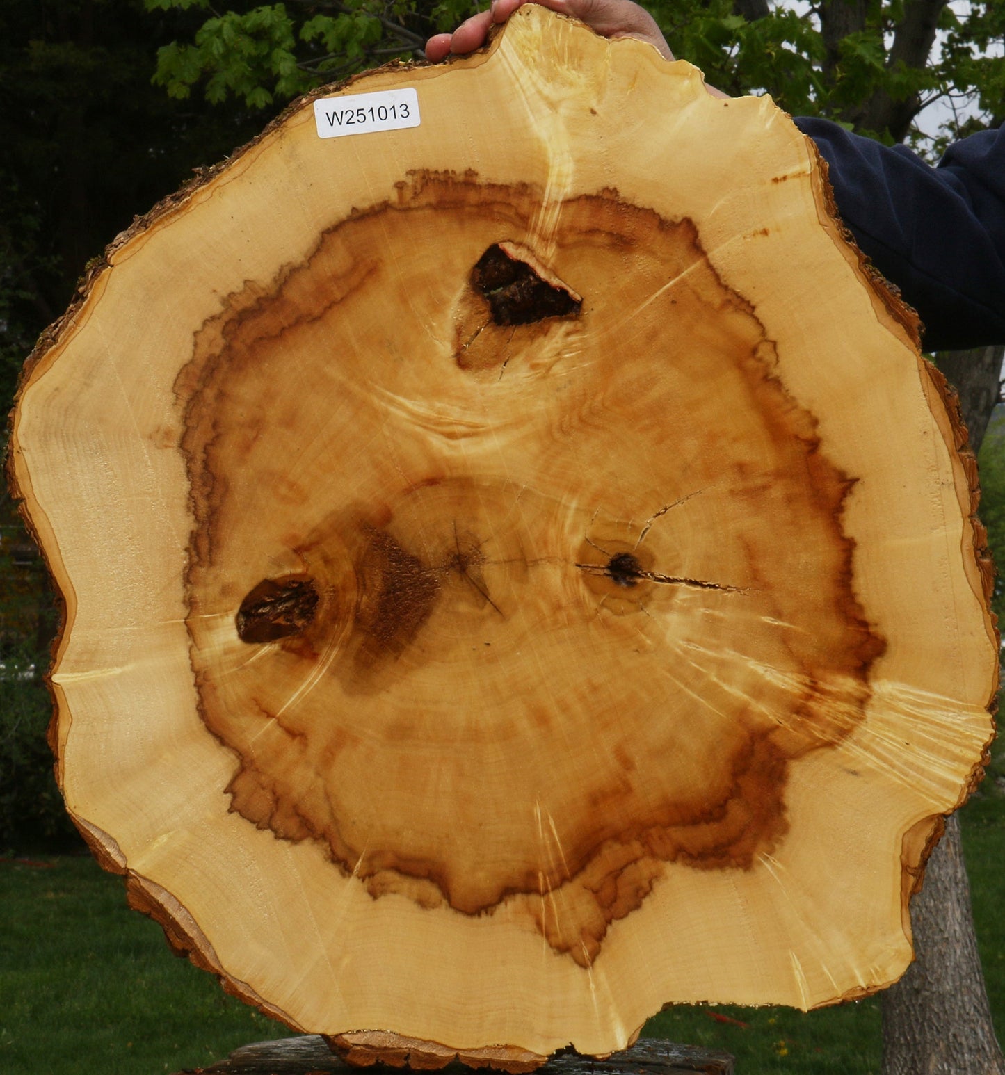 Figured Box Elder Cookie