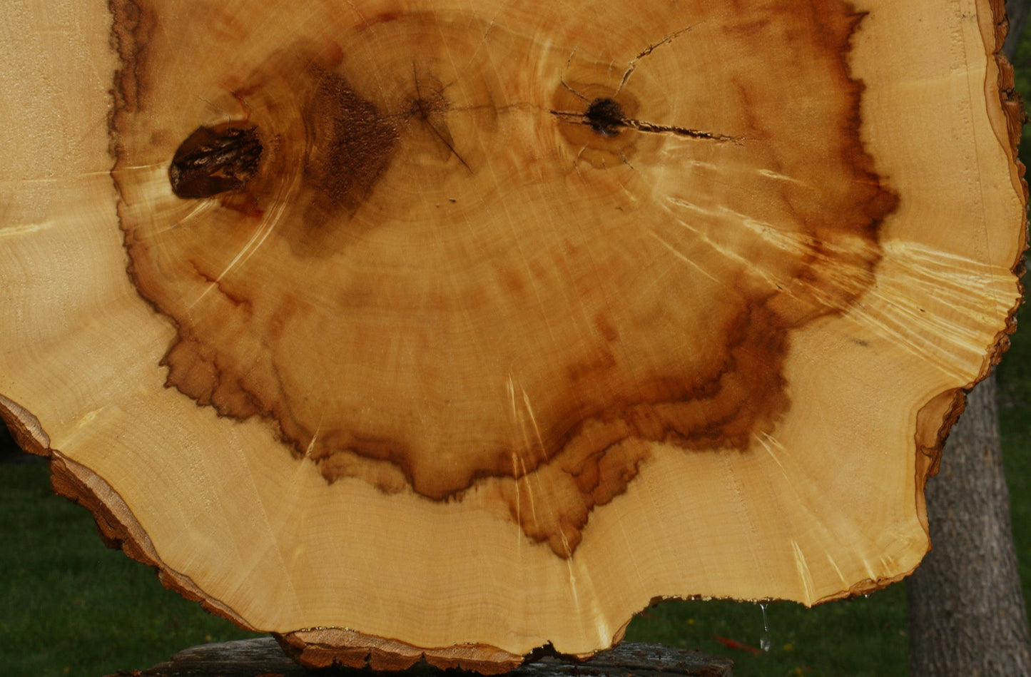 Figured Box Elder Cookie