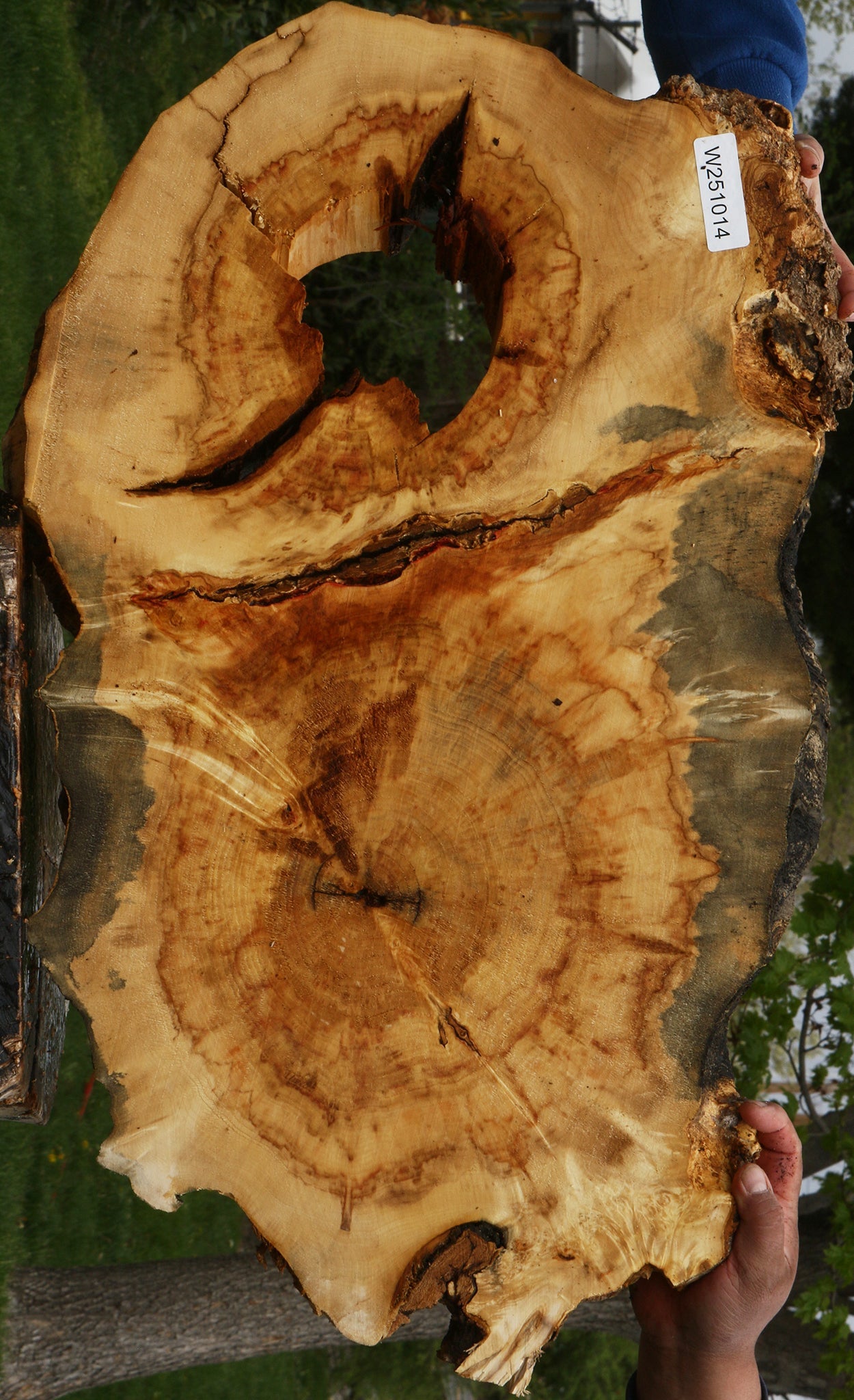 Extra Fancy Rustic Box Elder Cookie