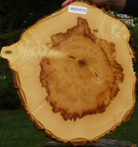 Figured Box Elder Cookie