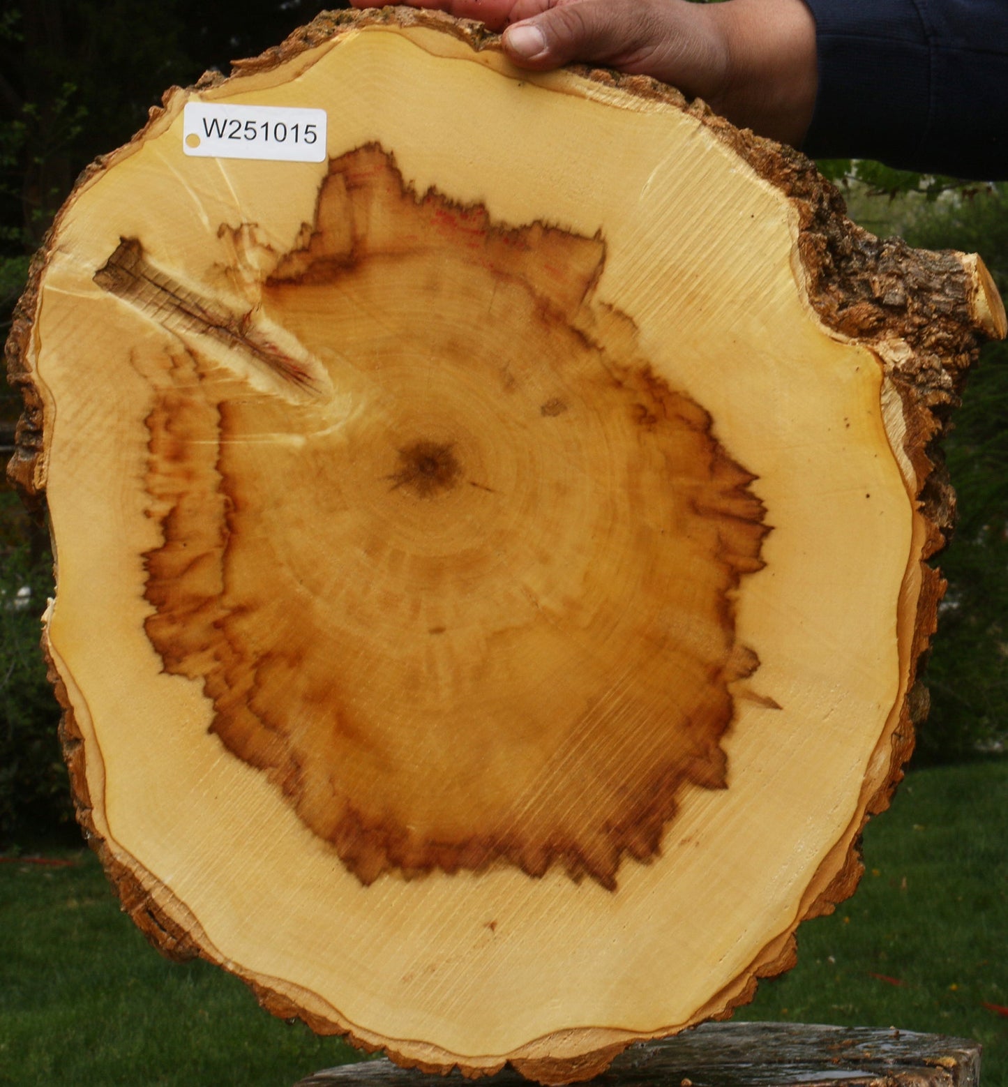 Figured Box Elder Cookie