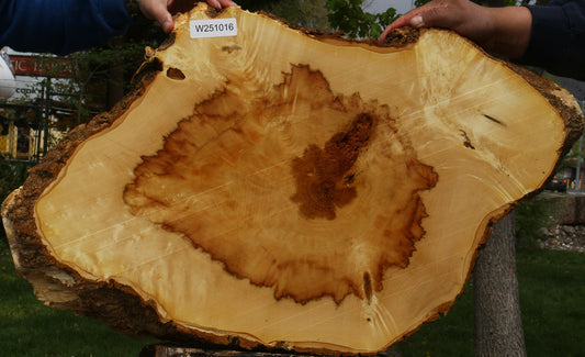 Figured Box Elder Cookie