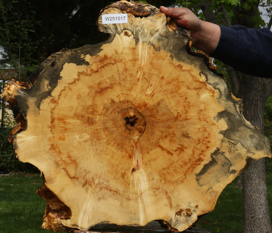 Box Elder Burl Cookie