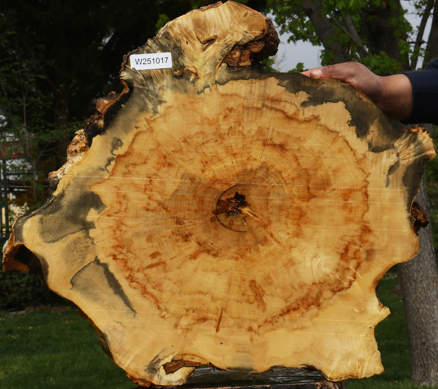 Box Elder Burl Cookie