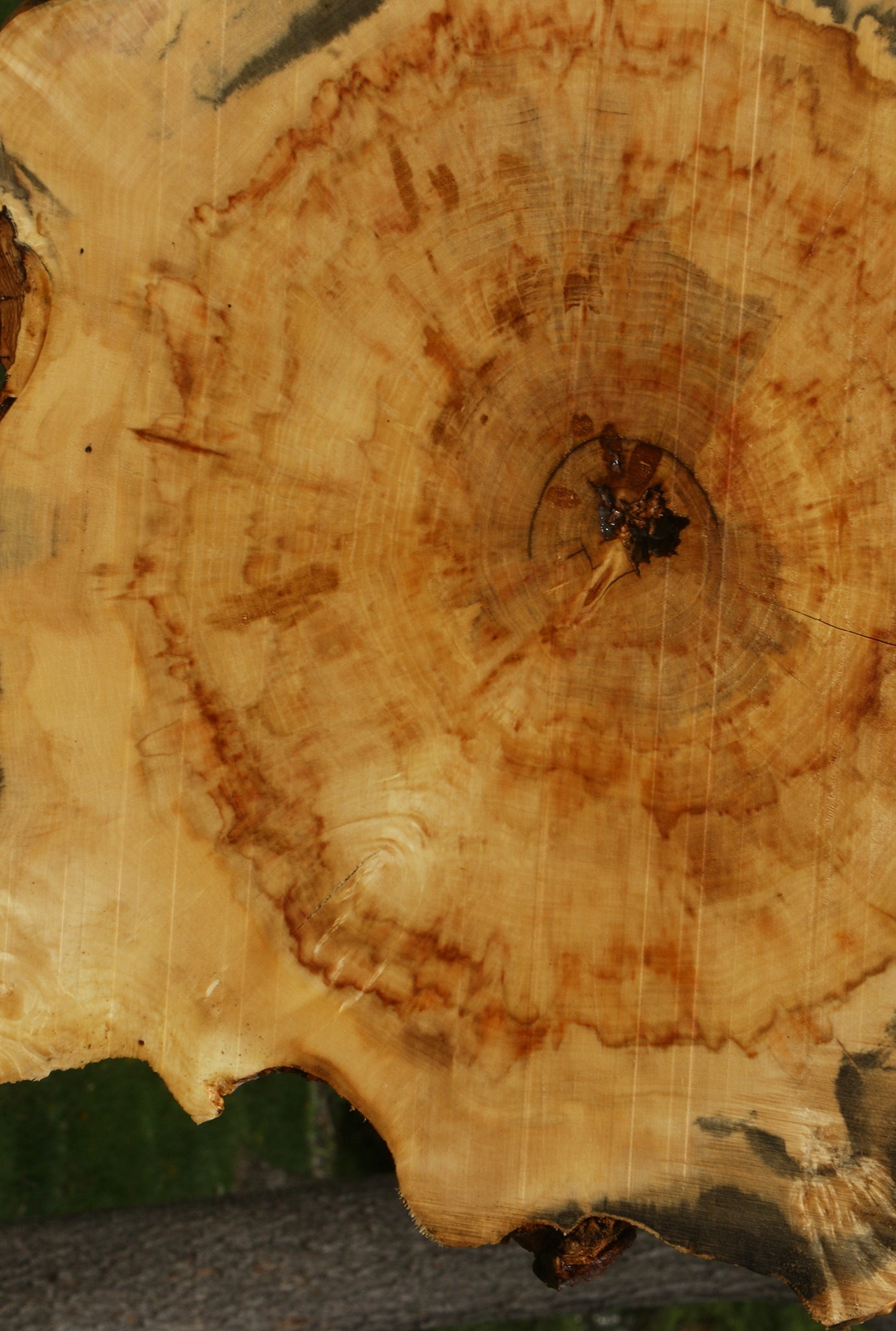 Box Elder Burl Cookie