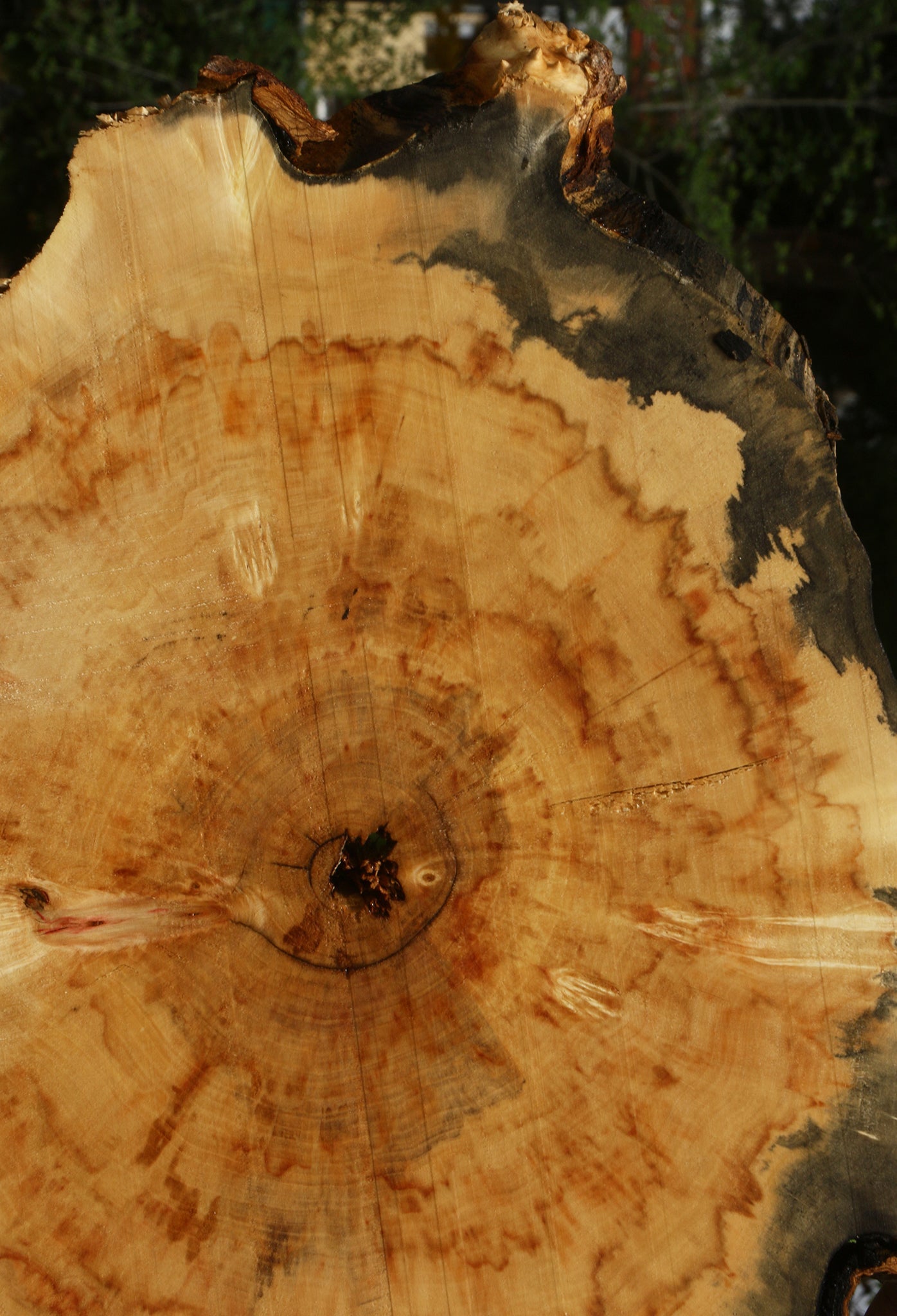 Box Elder Burl Cookie