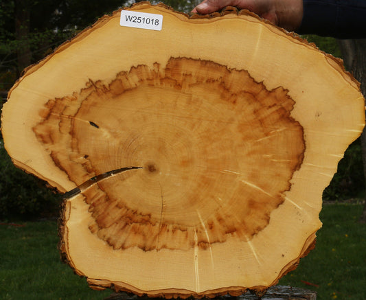 Figured Box Elder Cookie