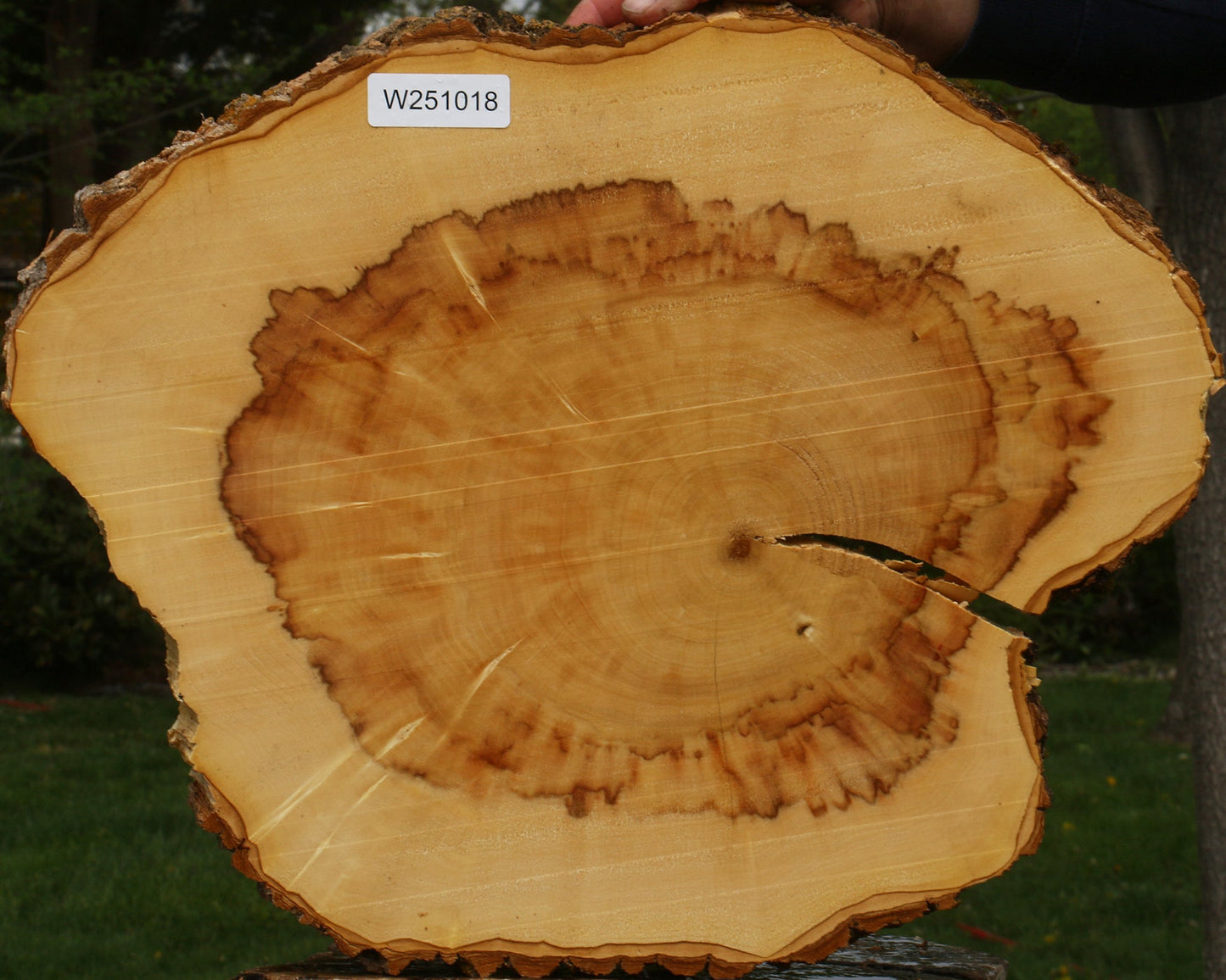 Figured Box Elder Cookie