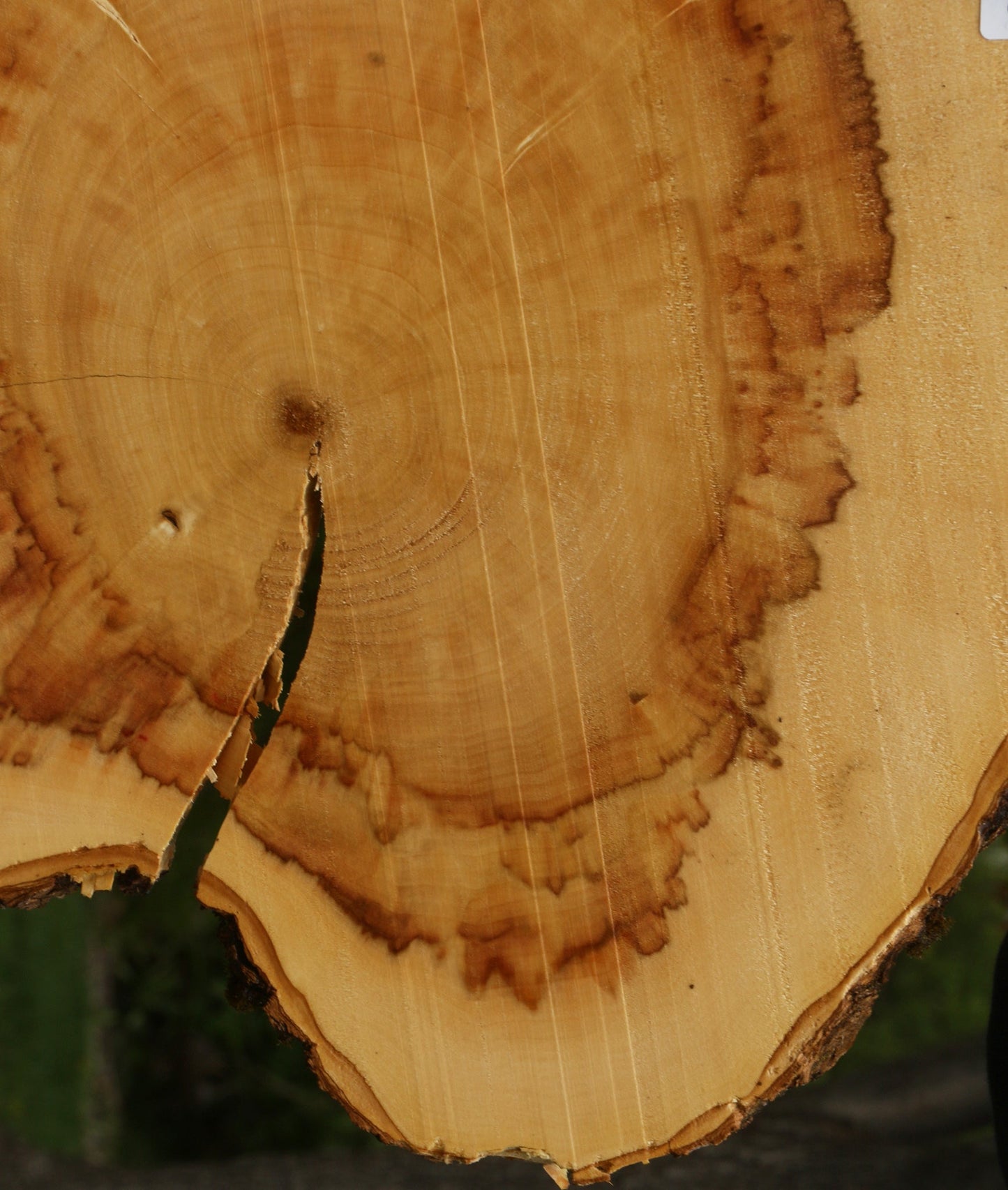 Figured Box Elder Cookie