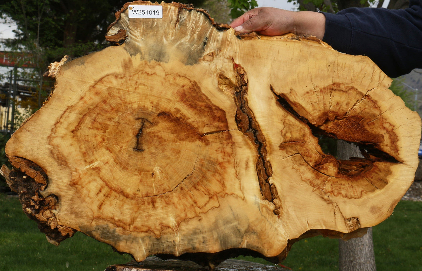 Extra Fancy Rustic Box Elder Cookie