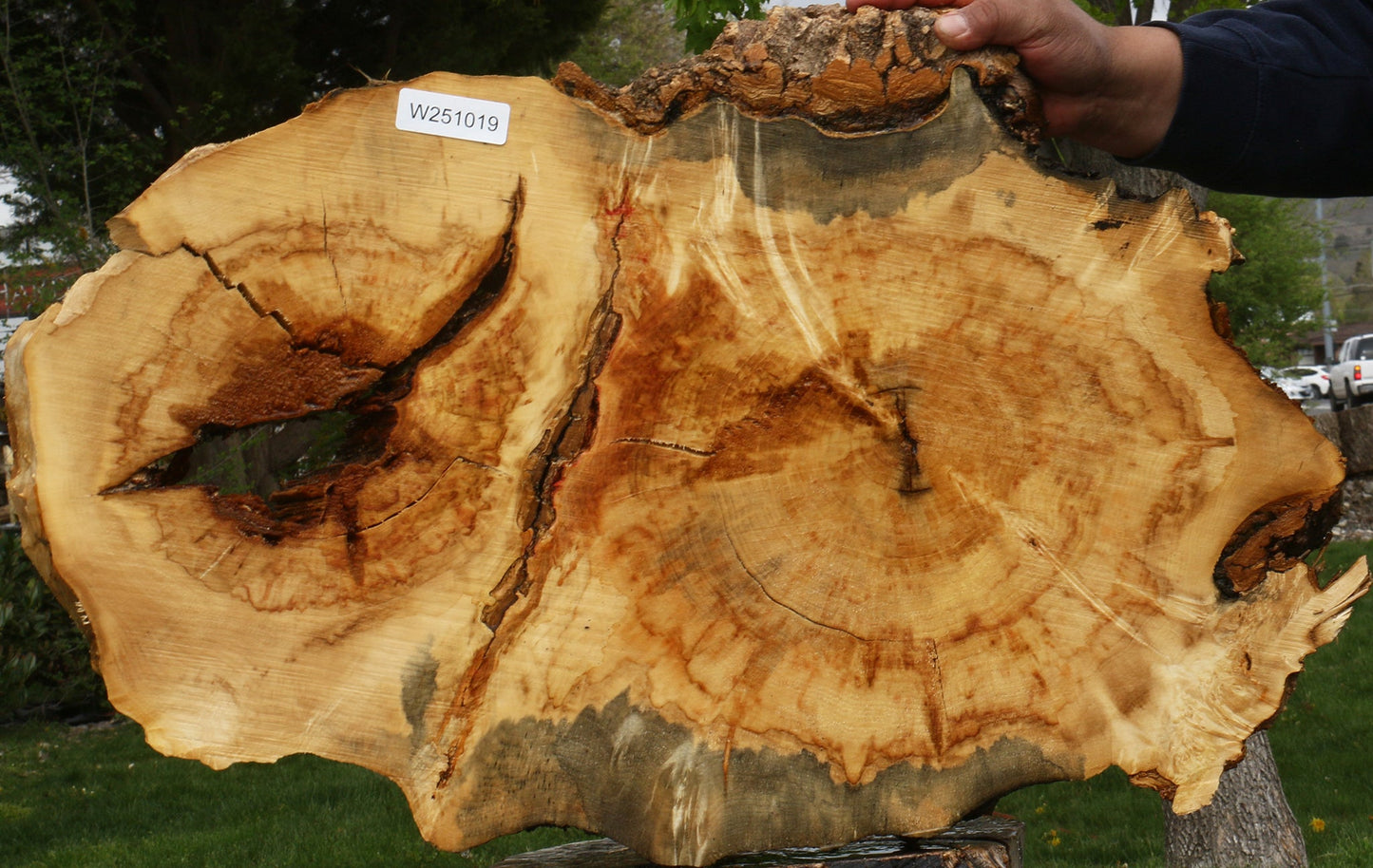 Extra Fancy Rustic Box Elder Cookie