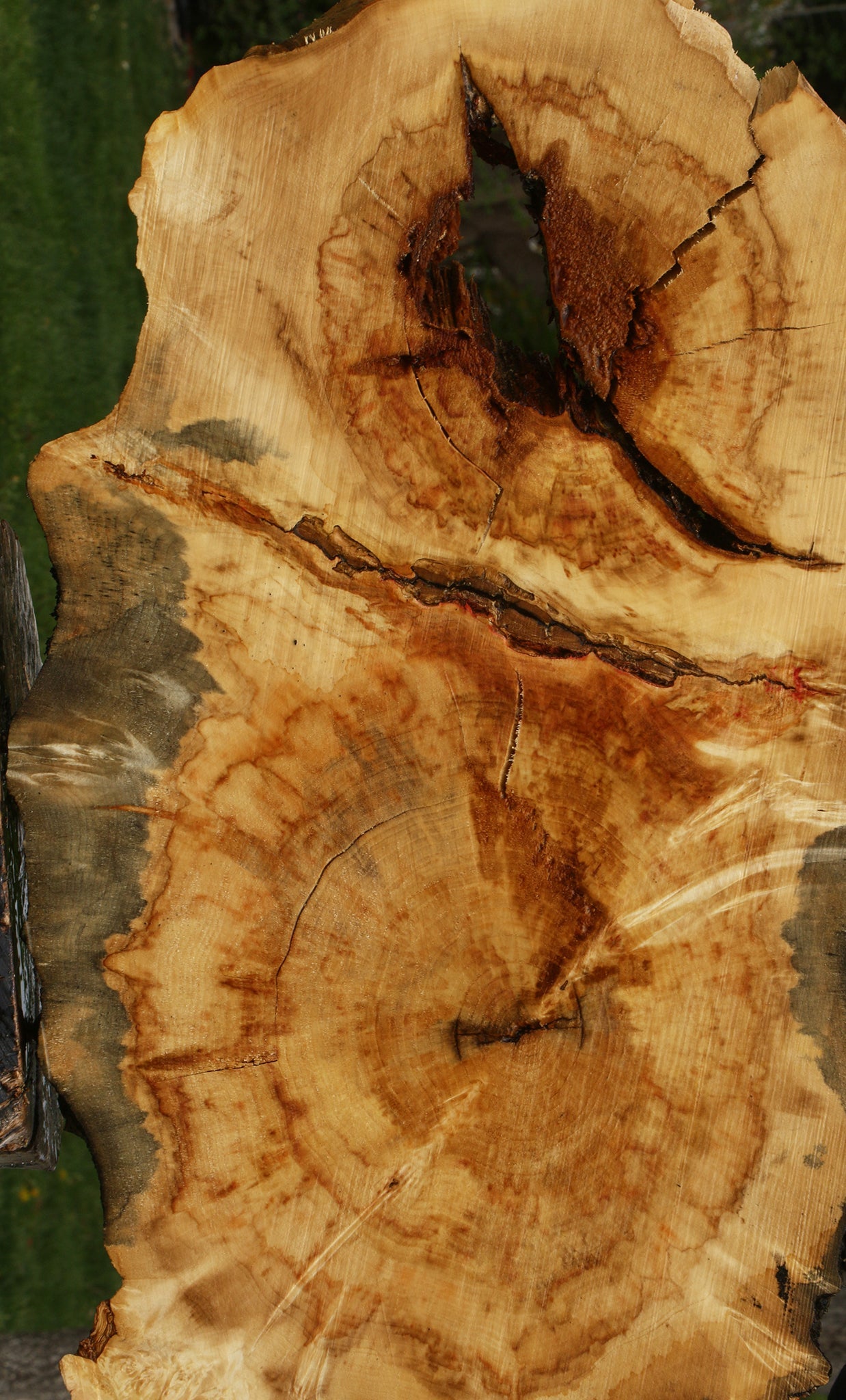 Extra Fancy Rustic Box Elder Cookie