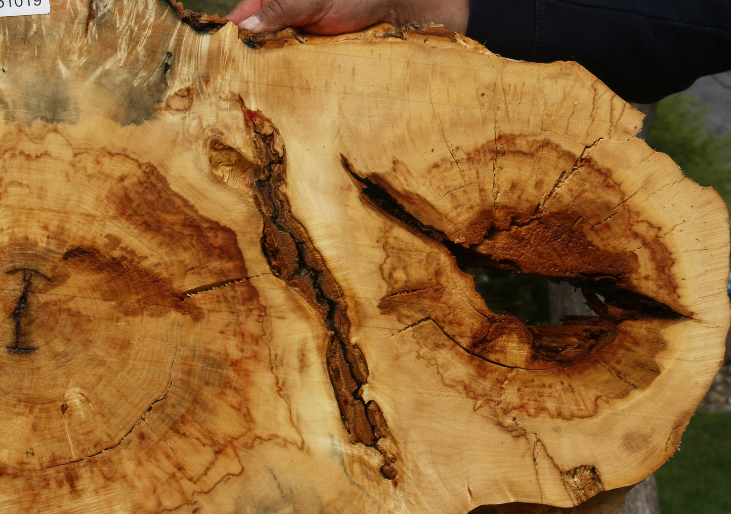 Extra Fancy Rustic Box Elder Cookie