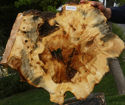 Rustic Box Elder Burl Cookie