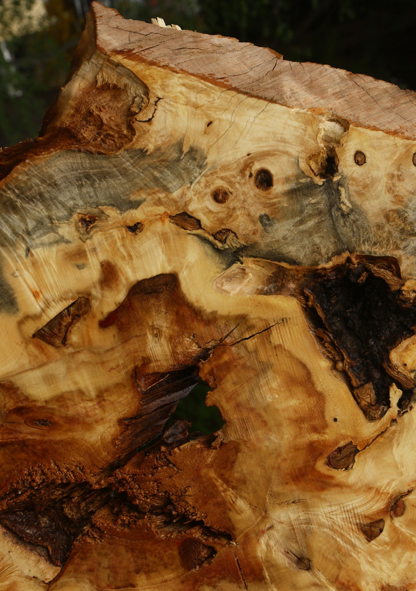 Rustic Box Elder Burl Cookie