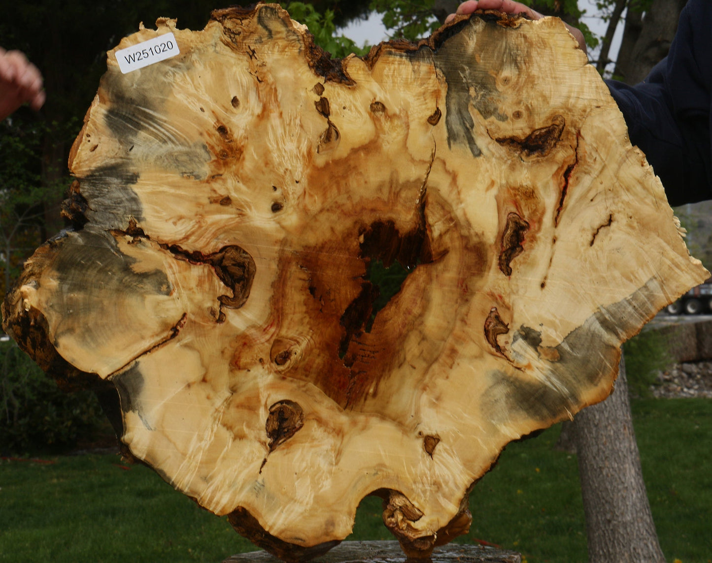 Rustic Box Elder Burl Cookie