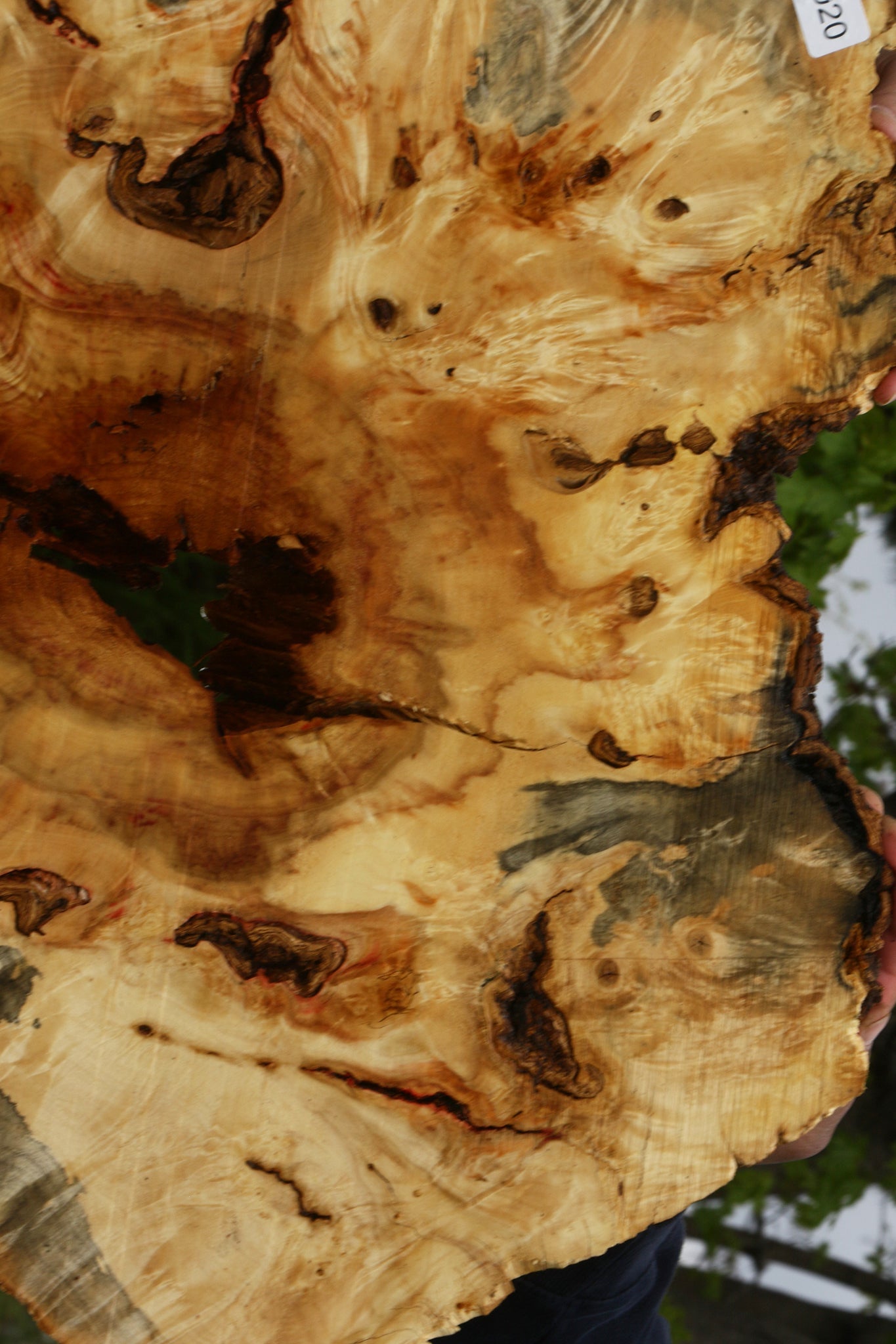 Rustic Box Elder Burl Cookie