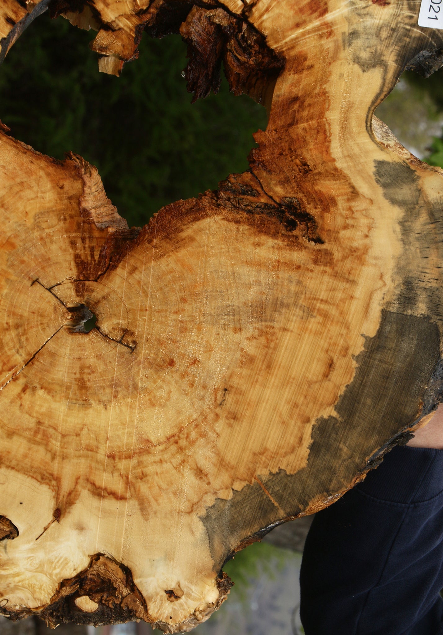 Extra Fancy Rustic Box Elder Cookie