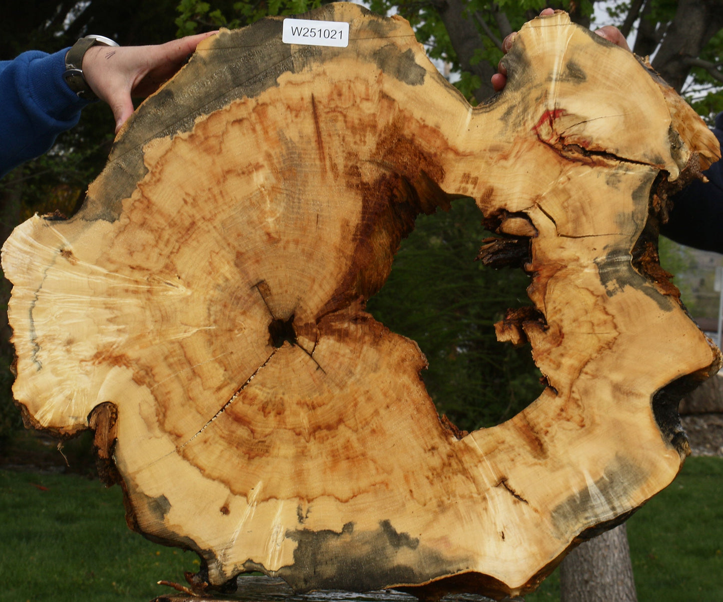 Extra Fancy Rustic Box Elder Cookie