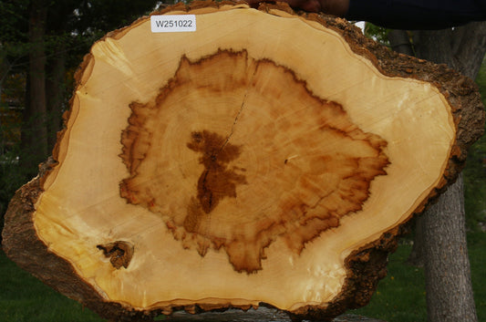Extra Fancy Box Elder Cookie