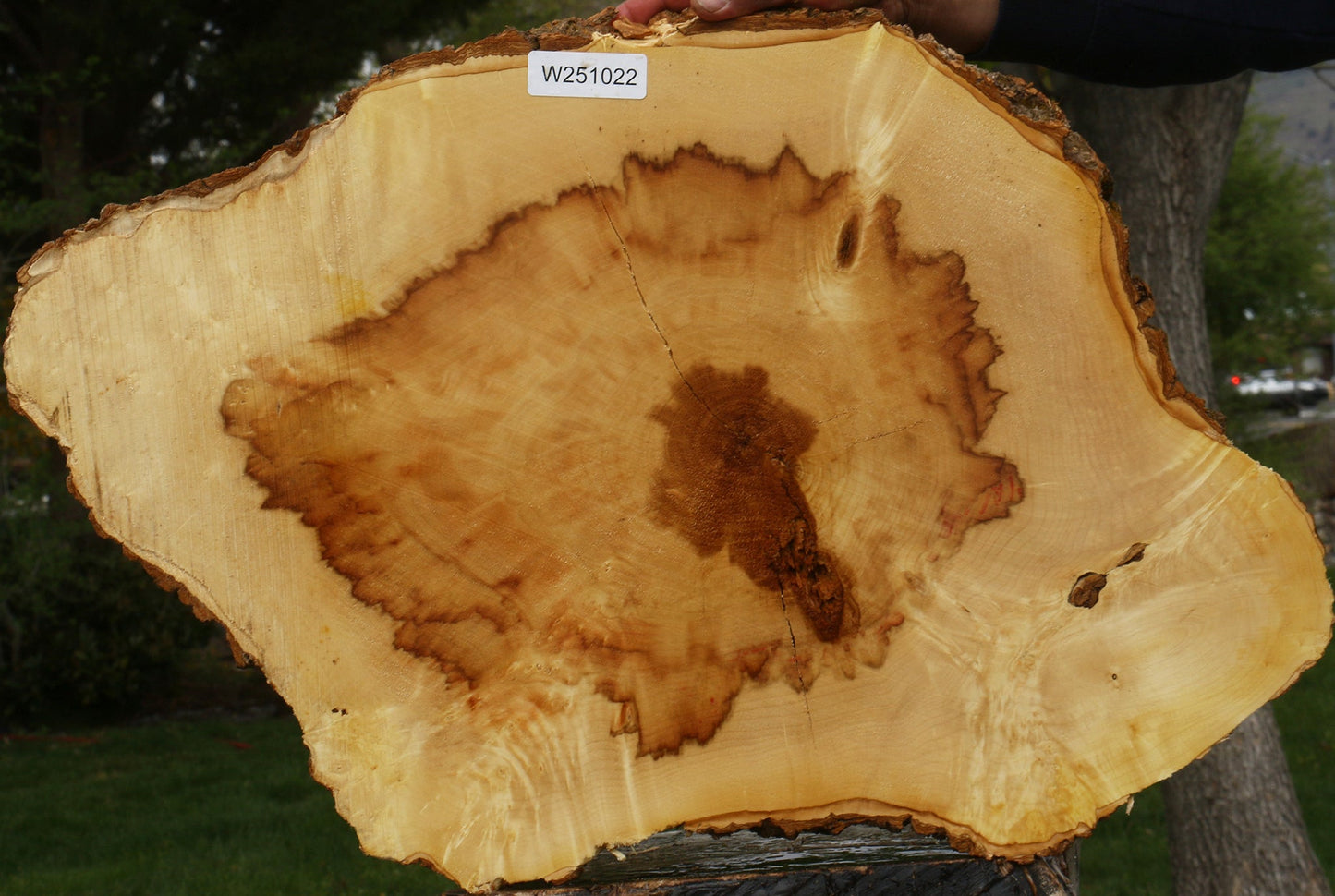 Extra Fancy Box Elder Cookie