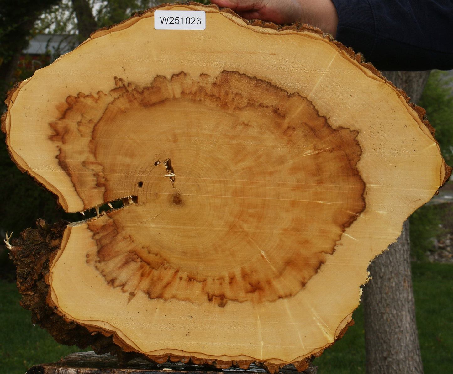 Figured Box Elder Cookie