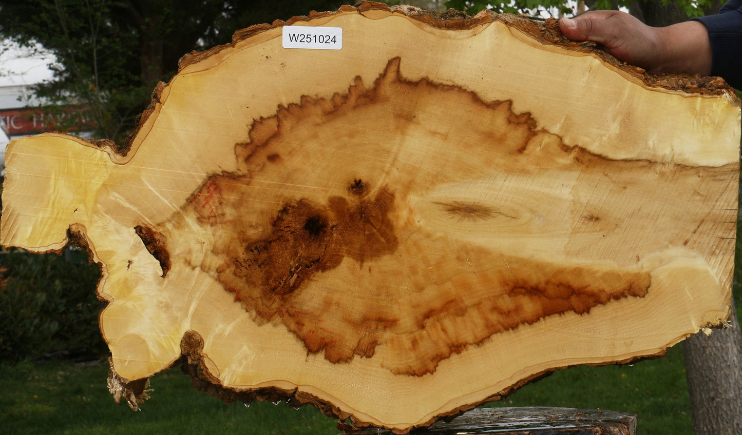 Extra Fancy Box Elder Cookie