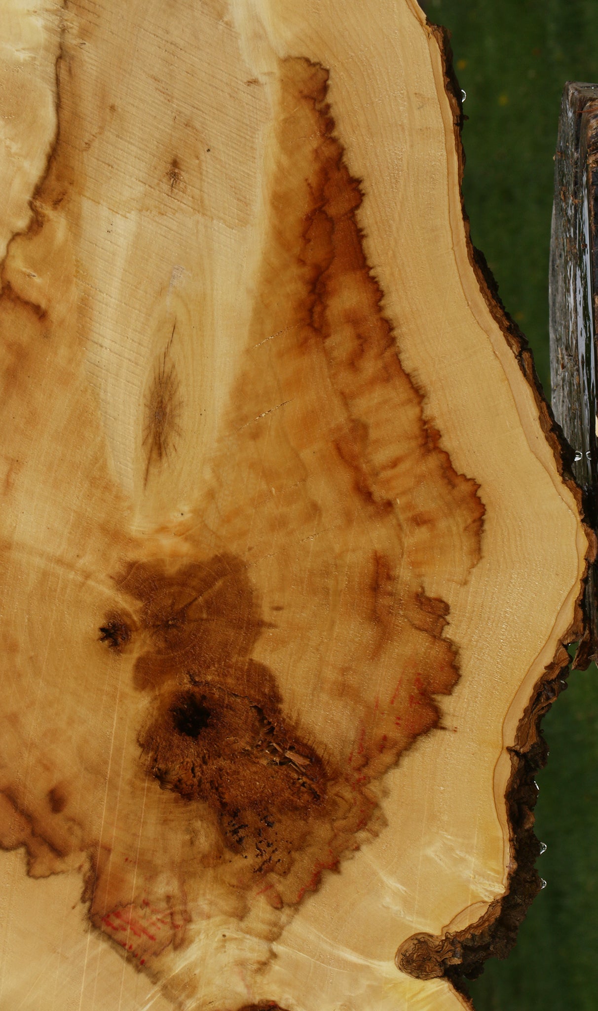 Extra Fancy Box Elder Cookie