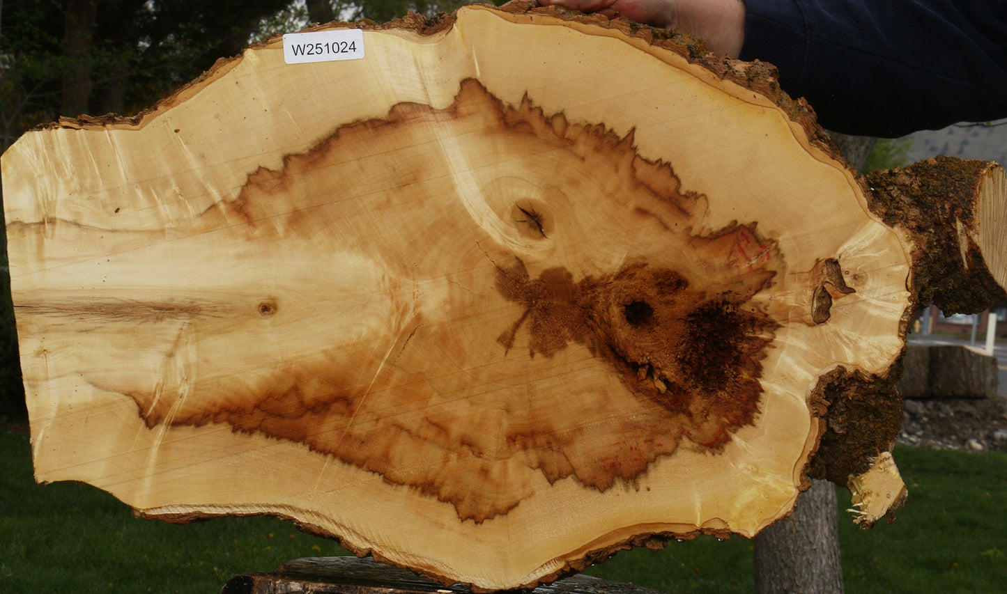 Extra Fancy Box Elder Cookie