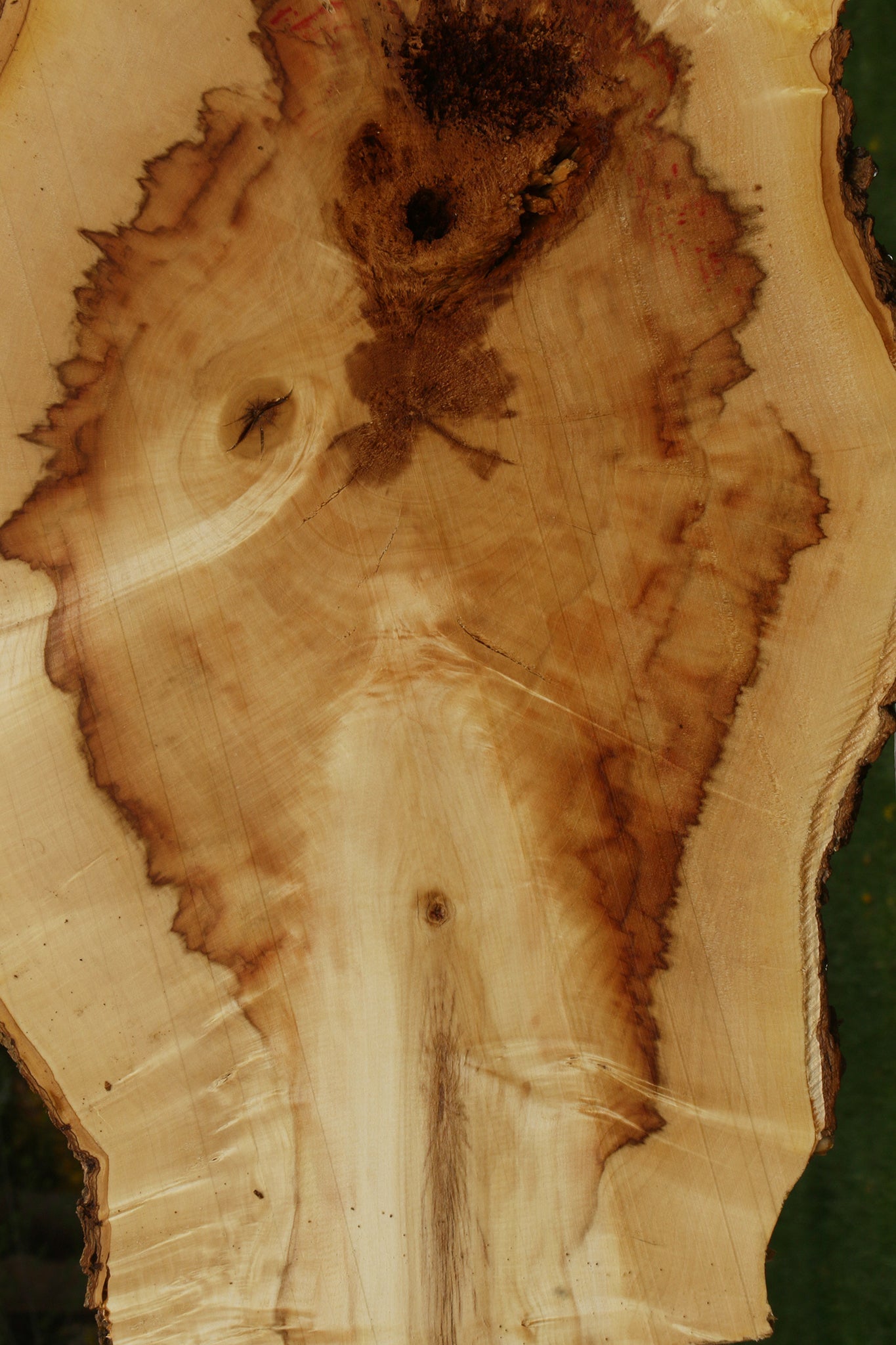 Extra Fancy Box Elder Cookie