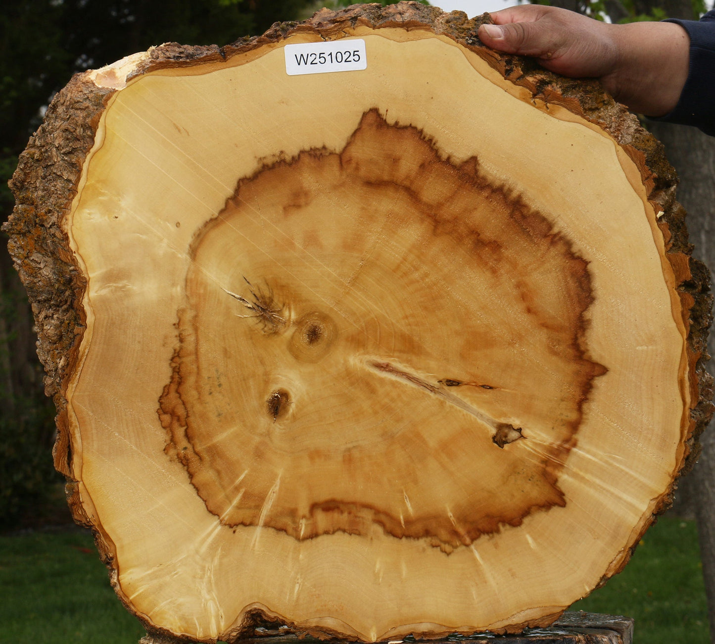 Extra Fancy Box Elder Cookie