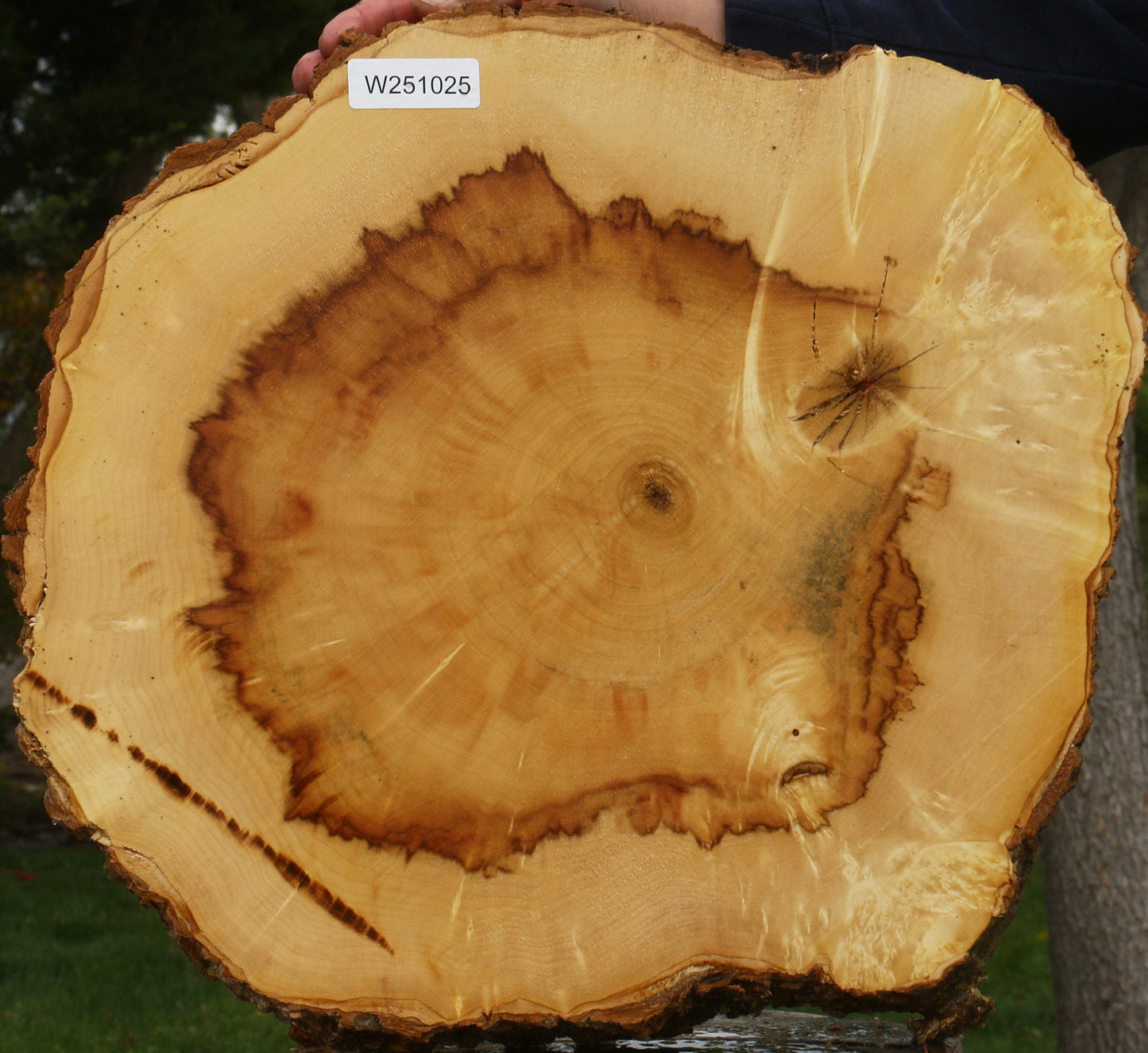 Extra Fancy Box Elder Cookie