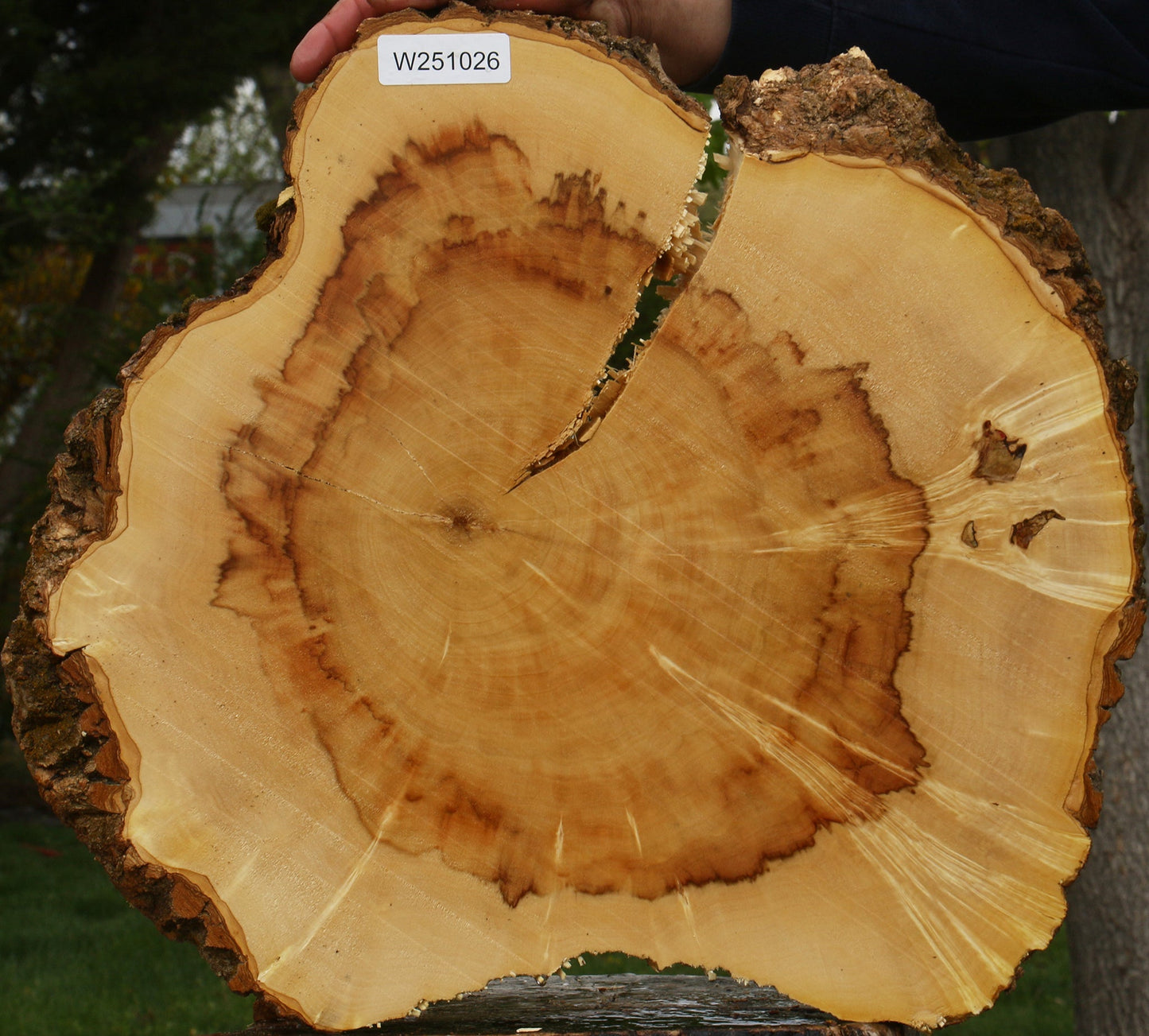 Extra Fancy Box Elder Cookie