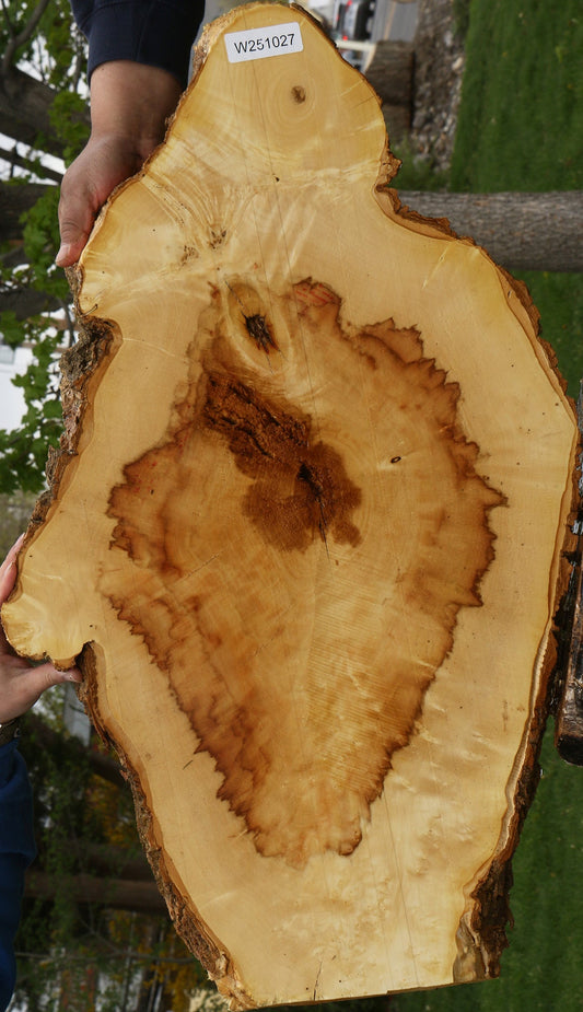 Extra Fancy Box Elder Cookie