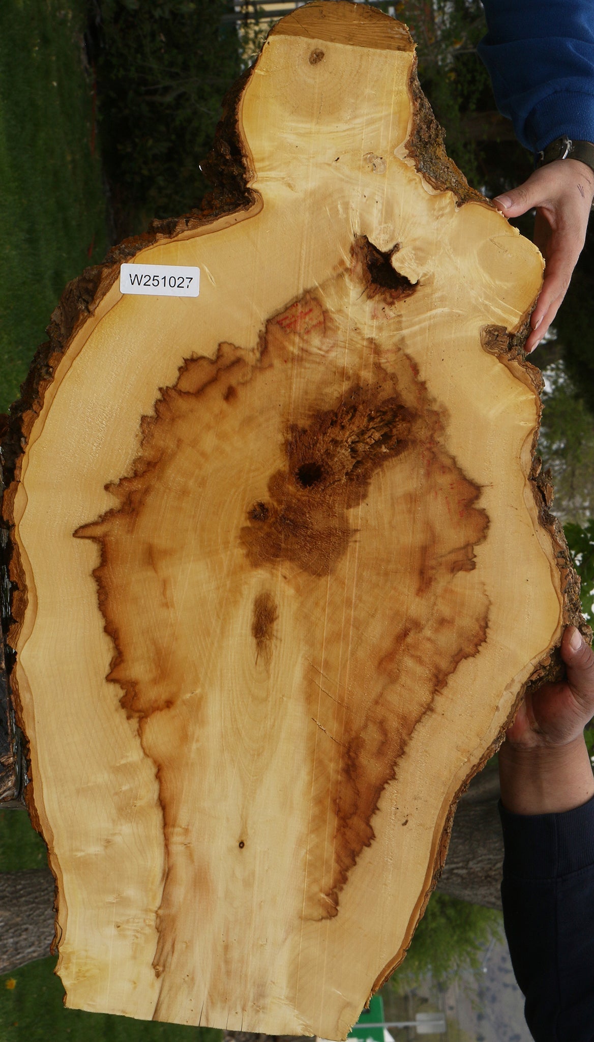 Extra Fancy Box Elder Cookie