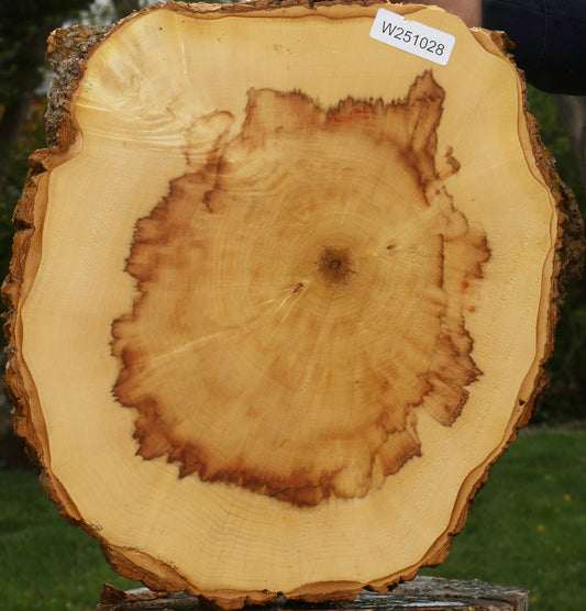 Figured Box Elder Cookie