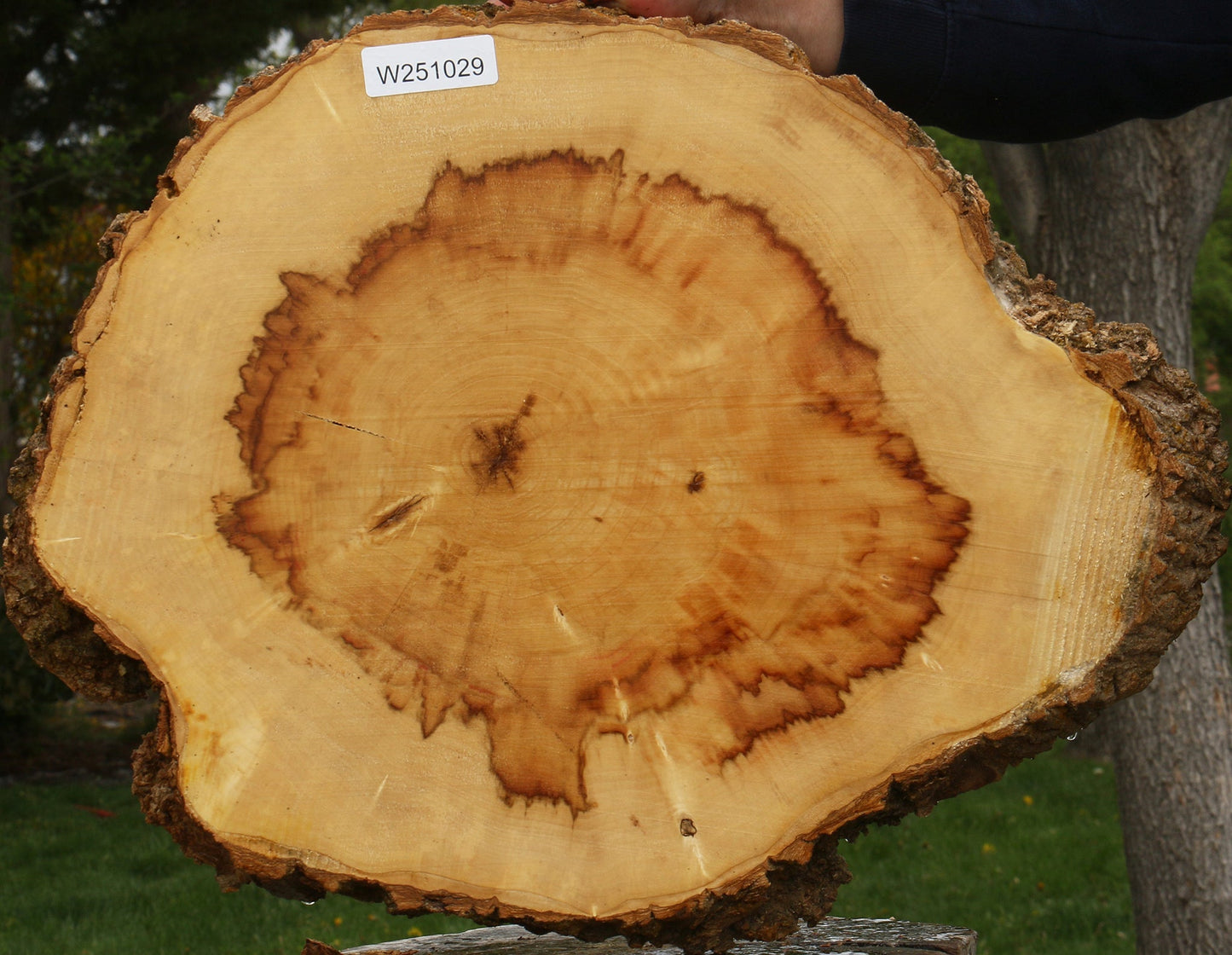 Figured Box Elder Cookie